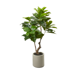 Pianta artificiale  ficus sycomorus con vaso h170cm