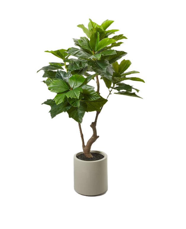 Pianta Artificiale EDG Ficus Sycomorus con vaso H170cm 